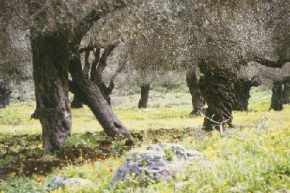 Ölbäume in Galiläa